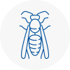 Musselburgh Wasp Nest Removal